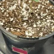 Lemon wasabi triploid  ganja farmer