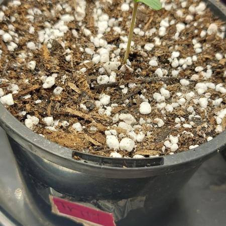 Lemon wasabi triploid  ganja farmer