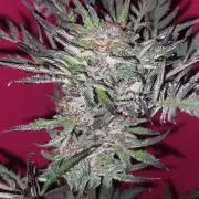 Frostys Auto Freak Test 12/12