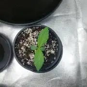 Lemon wasabi triploid  ganja farmer