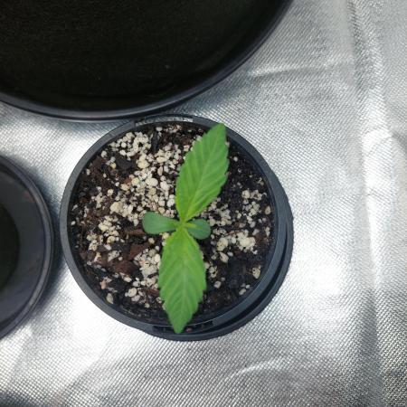 Lemon wasabi triploid  ganja farmer