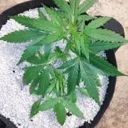 Blue dream automatic