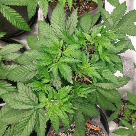 Lemon wasabi triploid  ganja farmer