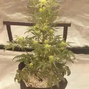 Frostys Auto Freak Test 12/12