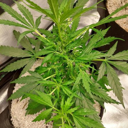 Blue dream automatic 12/12 from seed