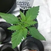 Lemon wasabi triploid  ganja farmer