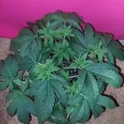 Orange sour diesel β½οΈ
