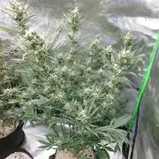 Terp and tonic