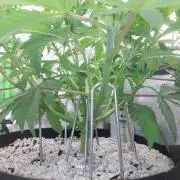 Terp and tonic