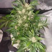 Blue dream automatic 12/12 from seed