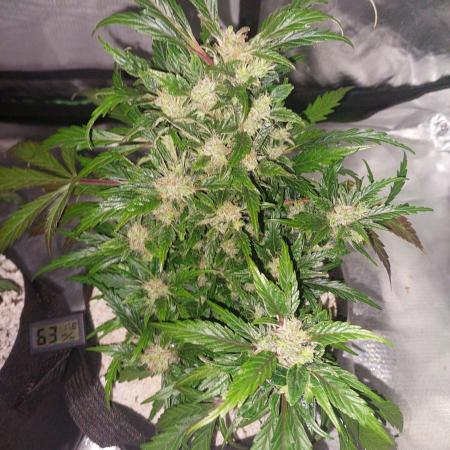 Blue dream automatic 12/12 from seed