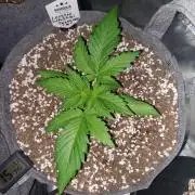 Lemon wasabi triploid  ganja farmer