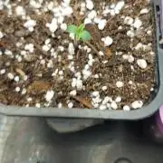 Hash cake