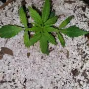 Blue dream automatic