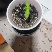 First solo cup grow π₯€ π