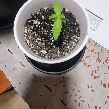 First solo cup grow 🥤 🍌