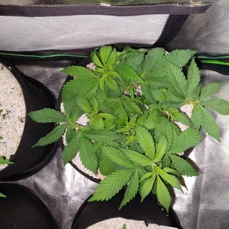 Terp and tonic