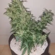 Blue dream automatic 12/12 from seed