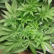 Cap junky S1