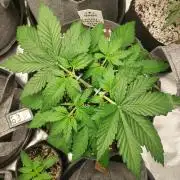 Lemon wasabi triploid  ganja farmer