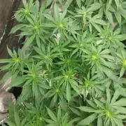 Orange sour diesel ⛽️