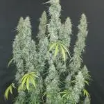 Doctors choice sponsored grow