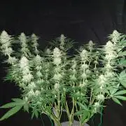 Lemon wasabi triploid  ganja farmer