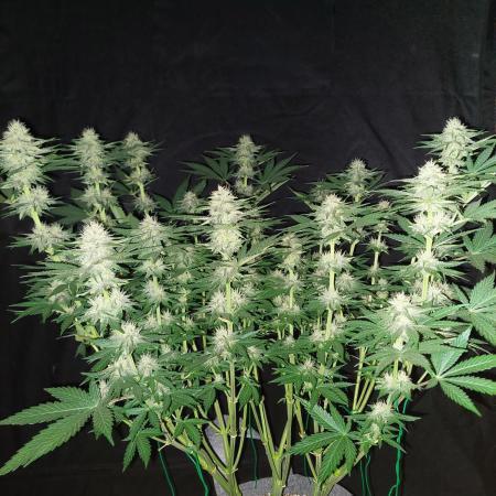 Lemon wasabi triploid  ganja farmer