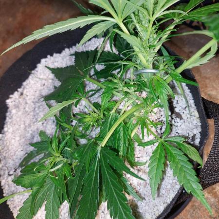 Blue dream automatic
