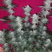 Oreoz USA