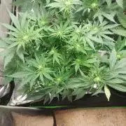 Hash cake