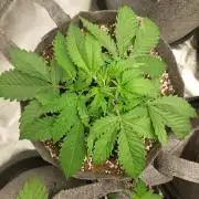 Hash cake