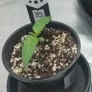 Apple and bananas