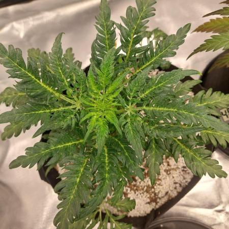 Frostys Auto Freak Test 12/12