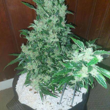 Blue dream automatic 12/12 from seed
