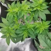 Sunset sherbet go fast