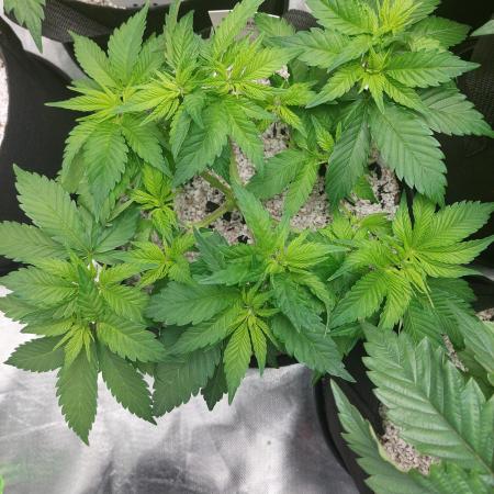 Sunset sherbet go fast