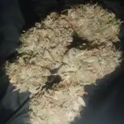 Godzilla Cookies Auto 🦖🍪