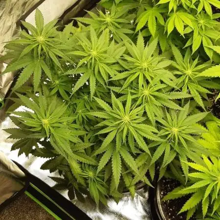 Double skunk 🧡🖤