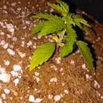 Auto Skunk