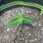1st Octopot Grow! 