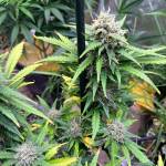 Gorilla Cookies