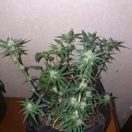 Auto PURPLE OPIUM "divine seeds