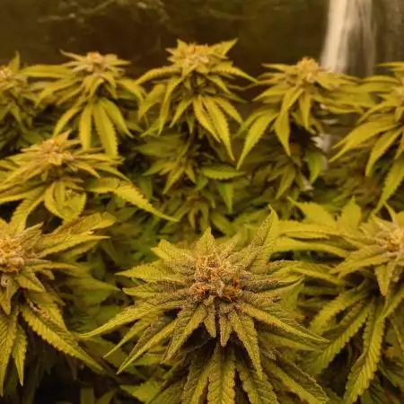 Purple Punch 301h