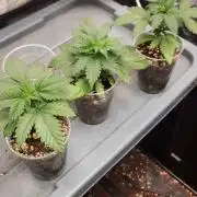 Gas N Garlic