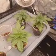 Gas N Garlic