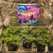 Gas N Garlic G.O.A.T Genetics