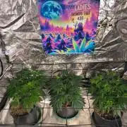 Gas N Garlic G.O.A.T Genetics
