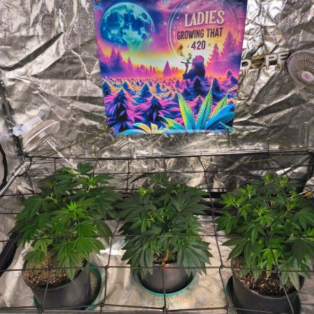 Gas N Garlic G.O.A.T Genetics
