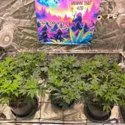 Gas N Garlic G.O.A.T Genetics